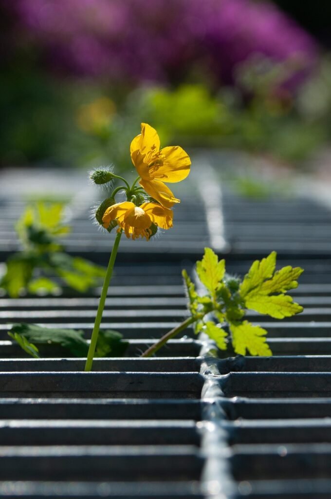 flower, flower background, road, flower wallpaper, grid, beautiful flowers, blossom, bloom, nature