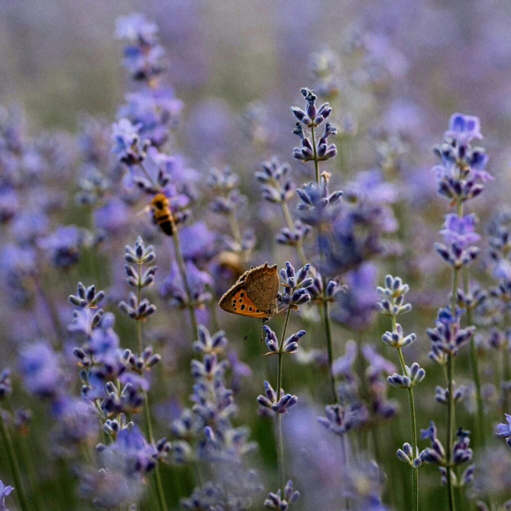 A vibrant butterfly perched on lavender flowers in a blooming field, showcasing natural beauty.