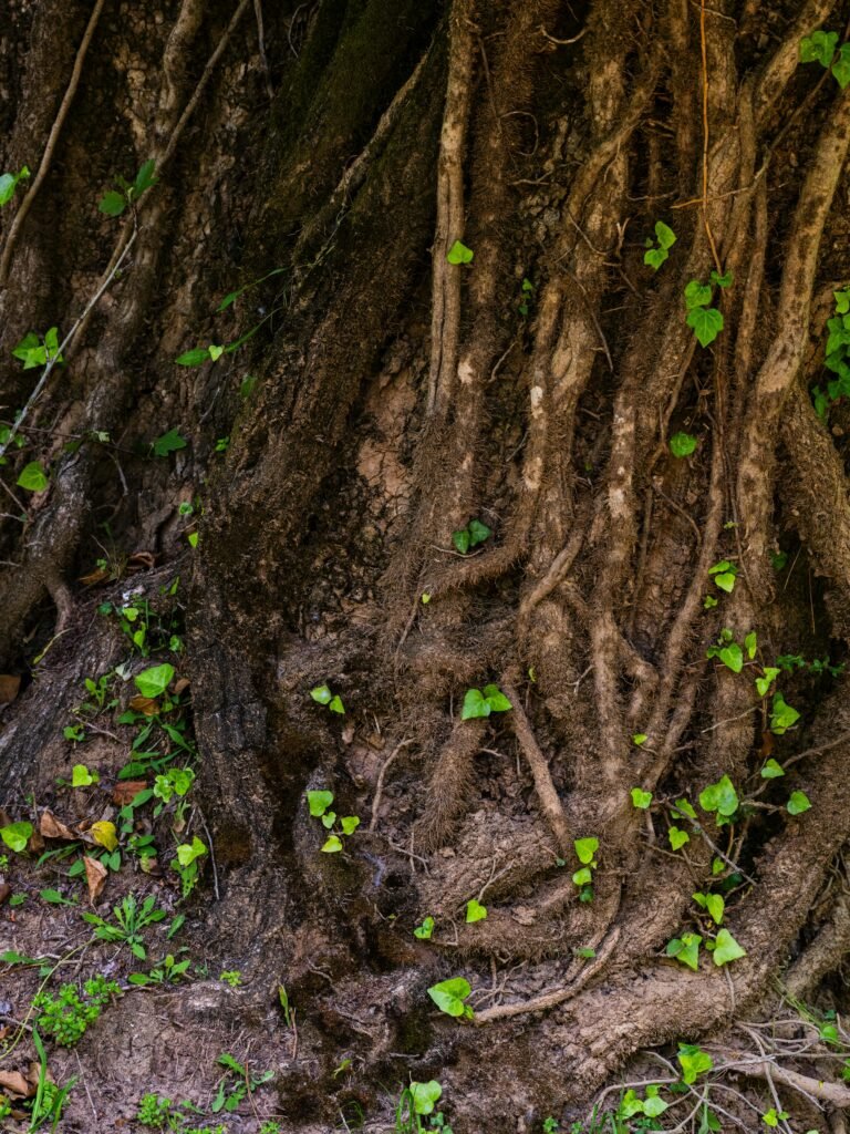 Free stock photo of background, beautiful, beauty